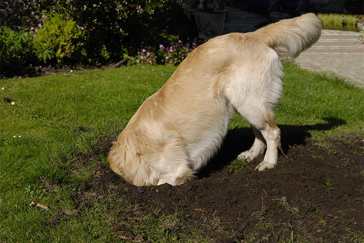 Golden retriever looking for a bone with her head buried in the dirt