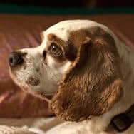 Sergio's dog, Charlie, a brown and white cocker spaniel who is definitely the boss