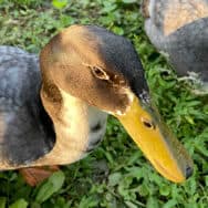 Yamil's Duck, Cucu, with a sleek black head and a golden bill, he's a lover, not a fighter