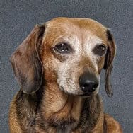 Chynna's dog, Dogmeat, a brown beagle mix with a graying snout, and yes, that is really his name