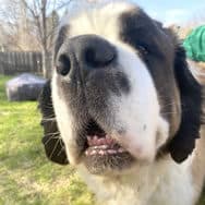 Ben's dog, Kate Winslet, a sweet St. Bernard with a lot of love -- and drool -- to give