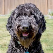 Tammy's dog, Koko, a black poodle who can also be found on our homepage, expertly working a mouse