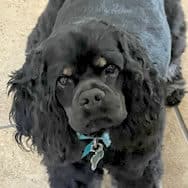 Heather's dog, Maple, a black cocker spaniel with a sweet face, who wants to be with Heather all the time.