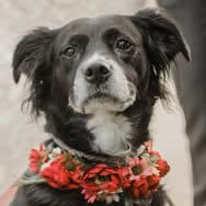 Kari's dog, Melly, a black and white border collie mix, wearing a wreath of flowers, who also sings on command