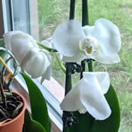 Taj's white orchid, Misty W. Romanoff, sitting on his windowsill. He named her that because of course you've got to keep your orchids hydrated.