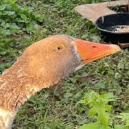 Yamil's Goose, Rocky - with a brown head and orange beak, Rocky is looking for trouble. Or maybe just some seeds.
