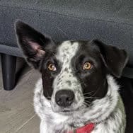 Chynn'a's dog, Serenity, a black and white mix with one ear up and one ear down