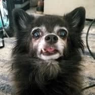 Jamison's dog, Tito, a black and white little guy with the cutest snaggletooth