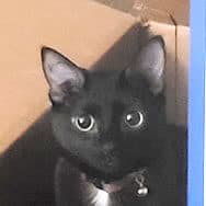 Scott's black and white cat, Artemis, enjoying cardboard box time