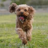 Bethany's dog, Dexter, a light brown poodle mix bounding through a grassy field with a huge smile on his face