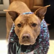 Andrew's dog, Harry, a reddish brown American Bully mix with the sweetest face and expressive ears, wearing a NerdPress-colored purple and teal scarf, wondering when he'll get his next treat