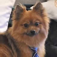 Scott's dog, Theo, a fluffy Pomeranian. Wearing a blue necktie, because Theo means business.