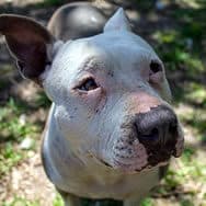 Crystal's dog, Ganni, a mostly white, bully breed sweetheart