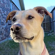 Crystal's dog Mona, a short-hair lab mix with cute, floppy ears, and ready to play