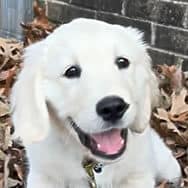 Bethany's dog Rocky, a nearly-white golden retriever puppy with a black nose, lying in a pile of leaves, with a disarming smile