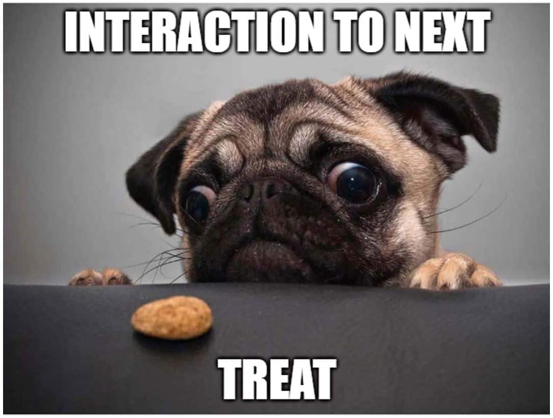 A meme of an adorable pug dog looking at a treat on a table, with the text Interaction to Next Treat.