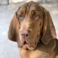 Boone the bloodhound, with huge floppy ears and a sweet, gentle expression.