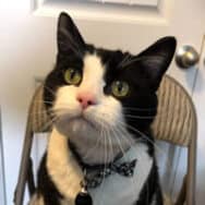 Indie the tuxedo cat, sitting on a chair looking very ready to be offered his next meal.