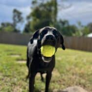 Kai, a black Labrador with a tennis ball in his mouth, ready for you to the throw the ball again. and again. and again.