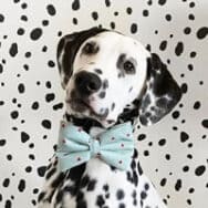 Orion is a proper Dalmatian, wearing a polka-dot bow tie and standing camouflaged against a wall of Dalmatian-looking dots.