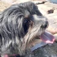 Selva the shaggy gray dog, basking in the sun.