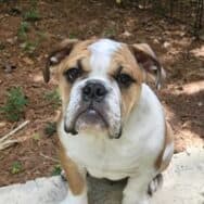 A photo of a English Bulldog staring at the camera.