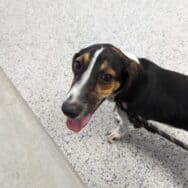 Chynna's adorable Basset Hound, Jessie.