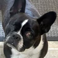 Brian's dog, Mocha, a black and white Frenchie