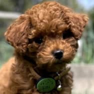 Kona Barkley, a brown poodle puppy who is incredibly curious about you.